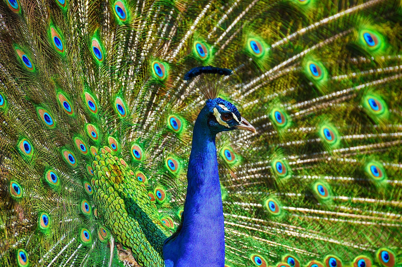 peafowl, peacock, bird-3617385.jpg