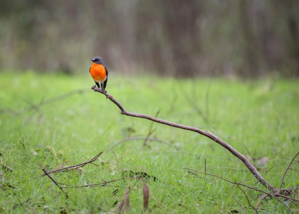 flame robin, robin, bird-8423620.jpg